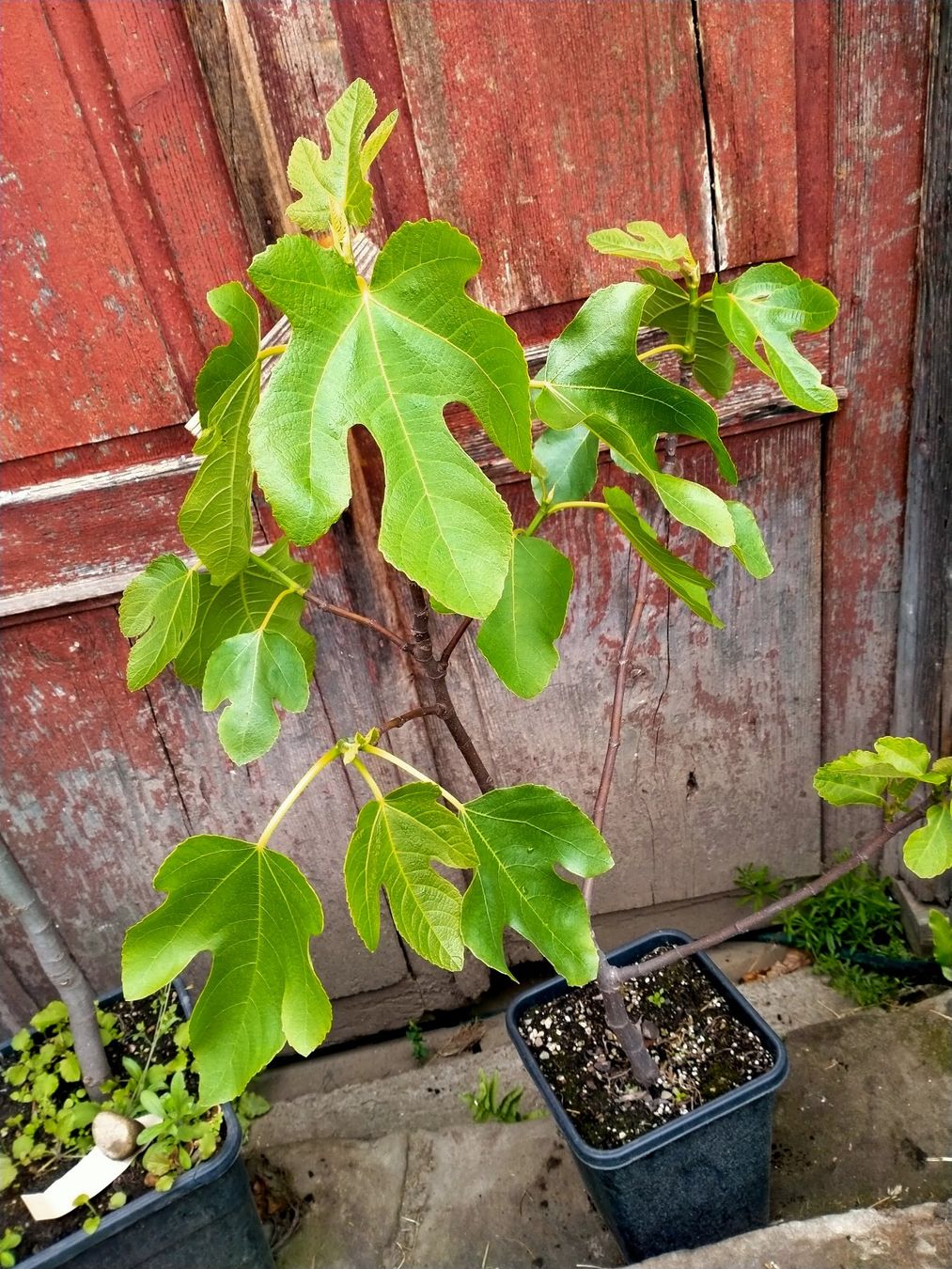 Piante & sementi: Bio Feigenbaum Höhe mit Topf ca. 100cm (14) – Usato da Küssnacht am Rigi venduto da perlboote 1
