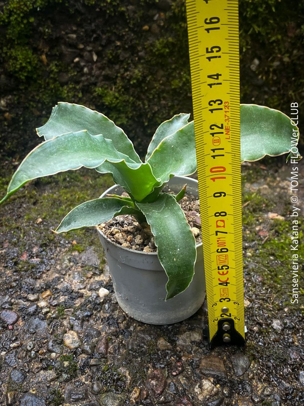 Piante & sementi: Sansevieria Katana - wunderschön Gross-Faecher-Sansevieria – Nuovo e nell'imballaggio originale da Adliswil venduto da astom369 7
