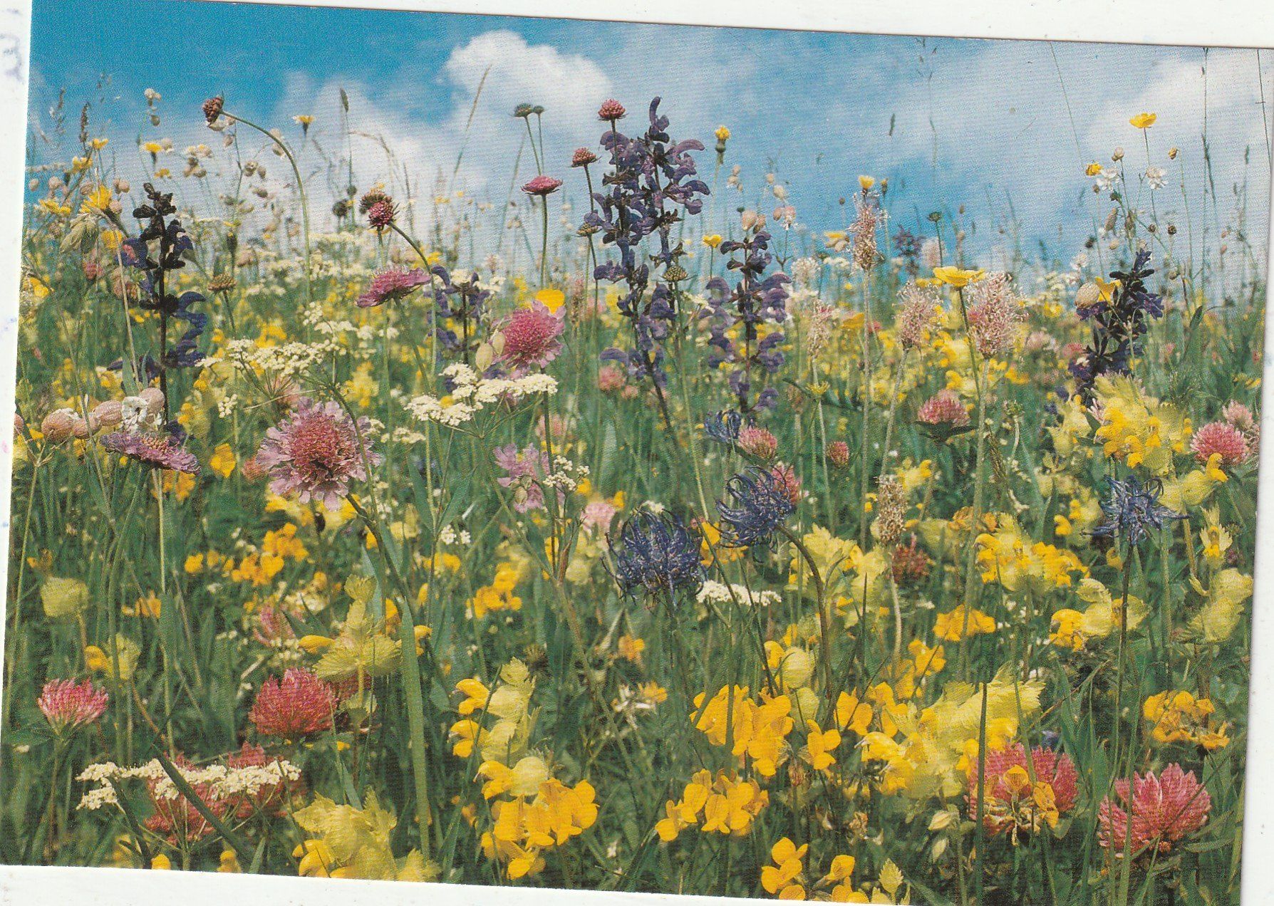 Cartoline postali: Blumenkarte – Usato da Lumbrein venduto da made02