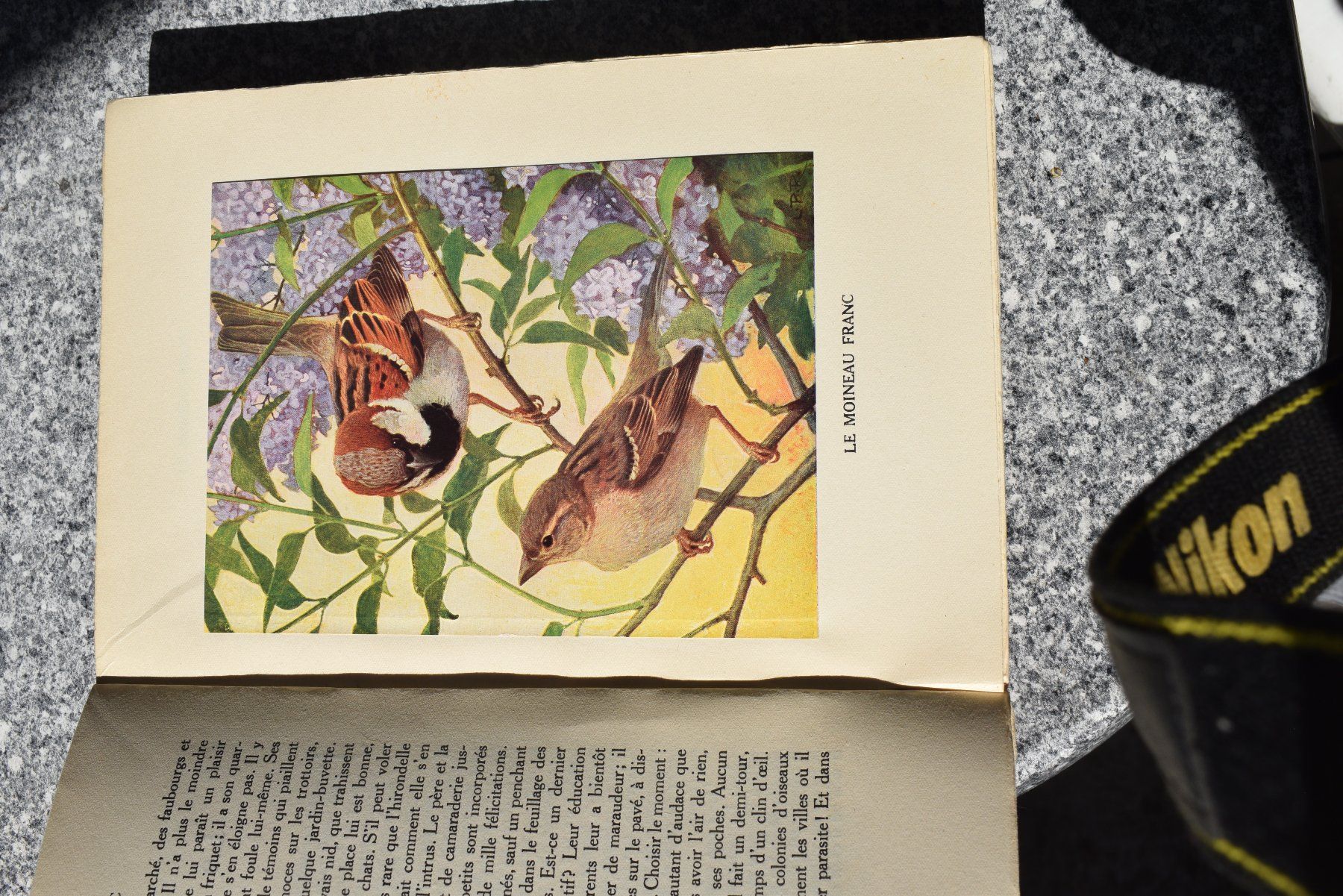 Libri: Antikes Vogelbuch "Chants d'oiseaux" von Eugene Rambert – Usato da Brügg BE venduto da Aristotolius 1