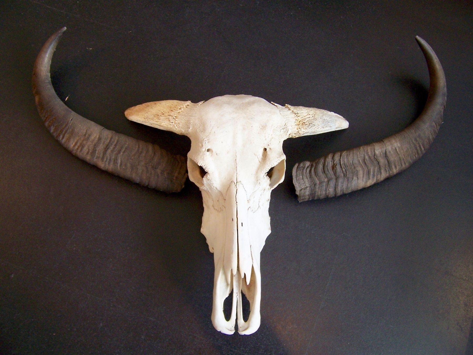 Welt der Tiere: Schädel WASSERBÜFFEL BUFFALO BÜFFEL – Neu (gemäss Beschreibung) aus Kerzers von zimmergruen 6