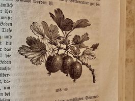 Fundiertes Buch über Pflanzenkunde, noch heute aktuell !