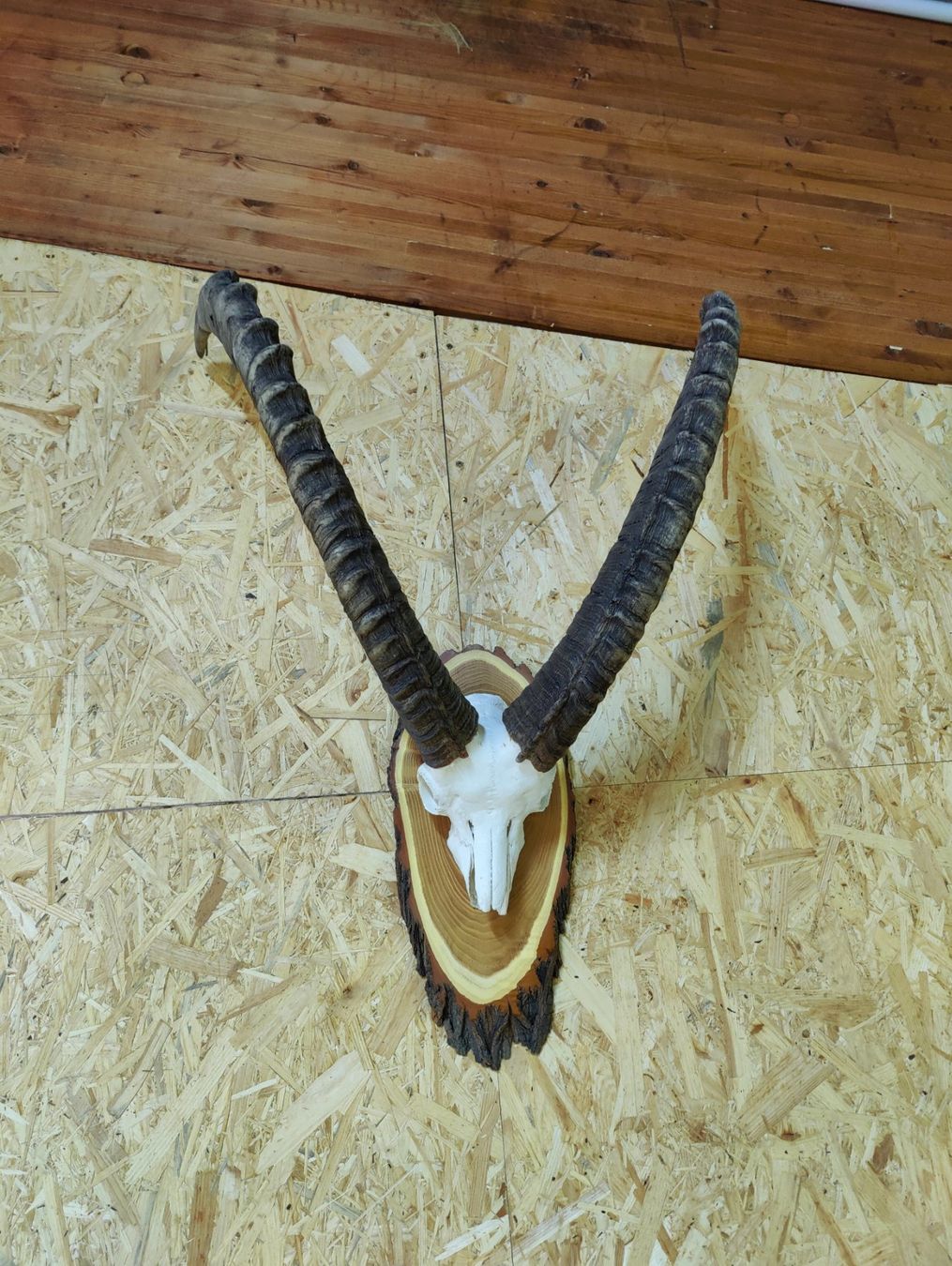 Sonstiges zum Sammeln & Seltenes: Steinbock Trophäe – Gebraucht aus Kaltbrunn von Reimin85 3