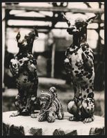 Fotografie Haarlose Hunde Ching-Foo und 