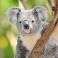 Profile image of Koala-SA