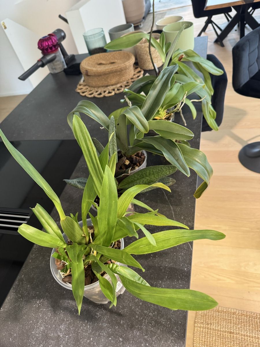 Pflanzen & Samen: Orchideen - Sammlung abzugeben – Gebraucht aus Teufen AR von Muffin97 2