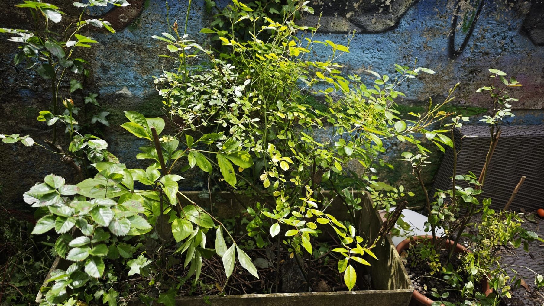 Vasi per fiori: Etablierte Rosen für Garten oder Terrasse – Usato da Aegerten venduto da Yola_1 1