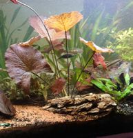 Ableger Aquarienpflanze Roter Tiegerlotus (Nymphea lotus)