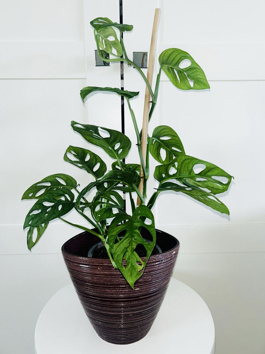Piante & sementi: Monstera 'Monkey Leaf Monstera adansonii & ceramic pot 60 cm – Usato da Kilchberg ZH venduto da malibubeach 1