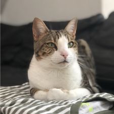 Profile image of ruzipak