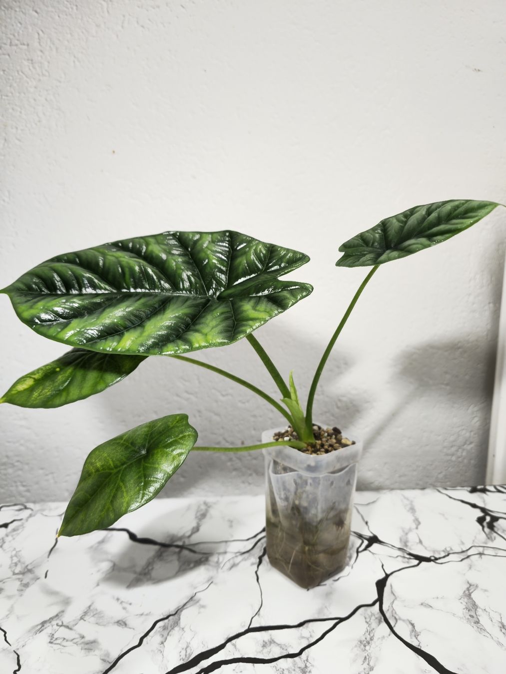 Piante & sementi: Alocasia Sinuata – Nuovo (secondo la descrizione) da Utzenstorf venduto da Dac_mk 1