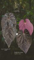 2 Samen der Anthurium Ace of Spades DF x (Bvep Round x Felix