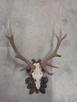 Kronenhirsch! auf Holzschild, Jagdtrophäe, Wanddeko