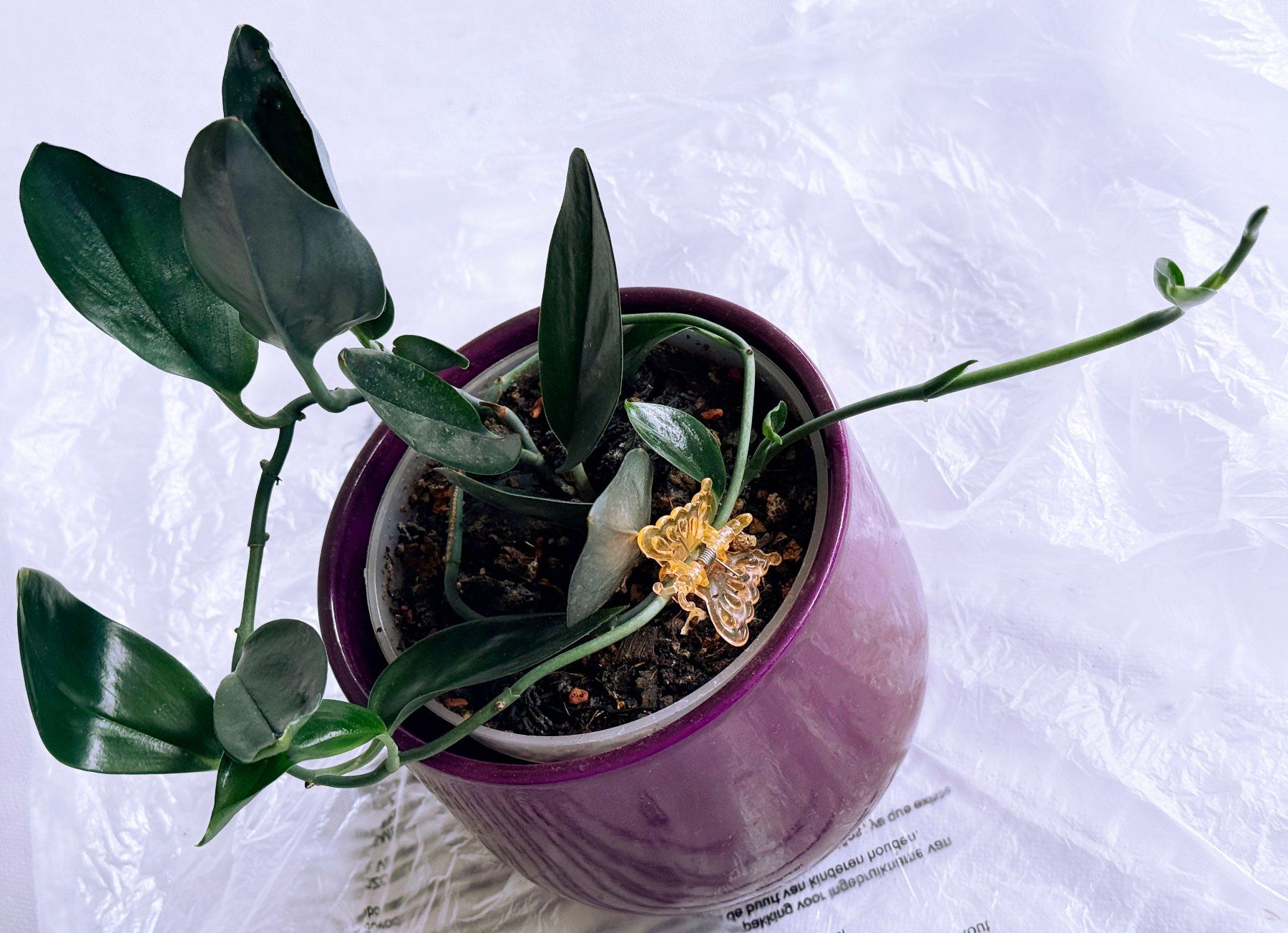 Piante & sementi: Scindapsus treubii Dark Form***** – Nuovo (secondo la descrizione) da Dübendorf venduto da Orchid18 2