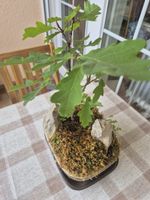Eiche Bonsai, Dekoration für Ihr Zuhause