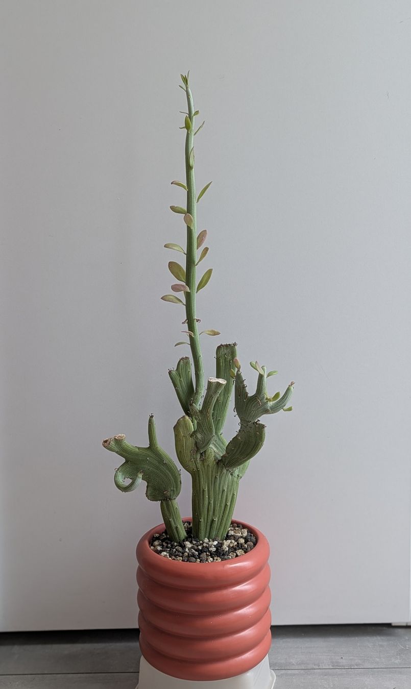Piante & sementi: Senecio anteuphorbium f. crestata – Usato da Comano venduto da che_8lc2