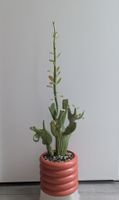 Senecio anteuphorbium f. crestata