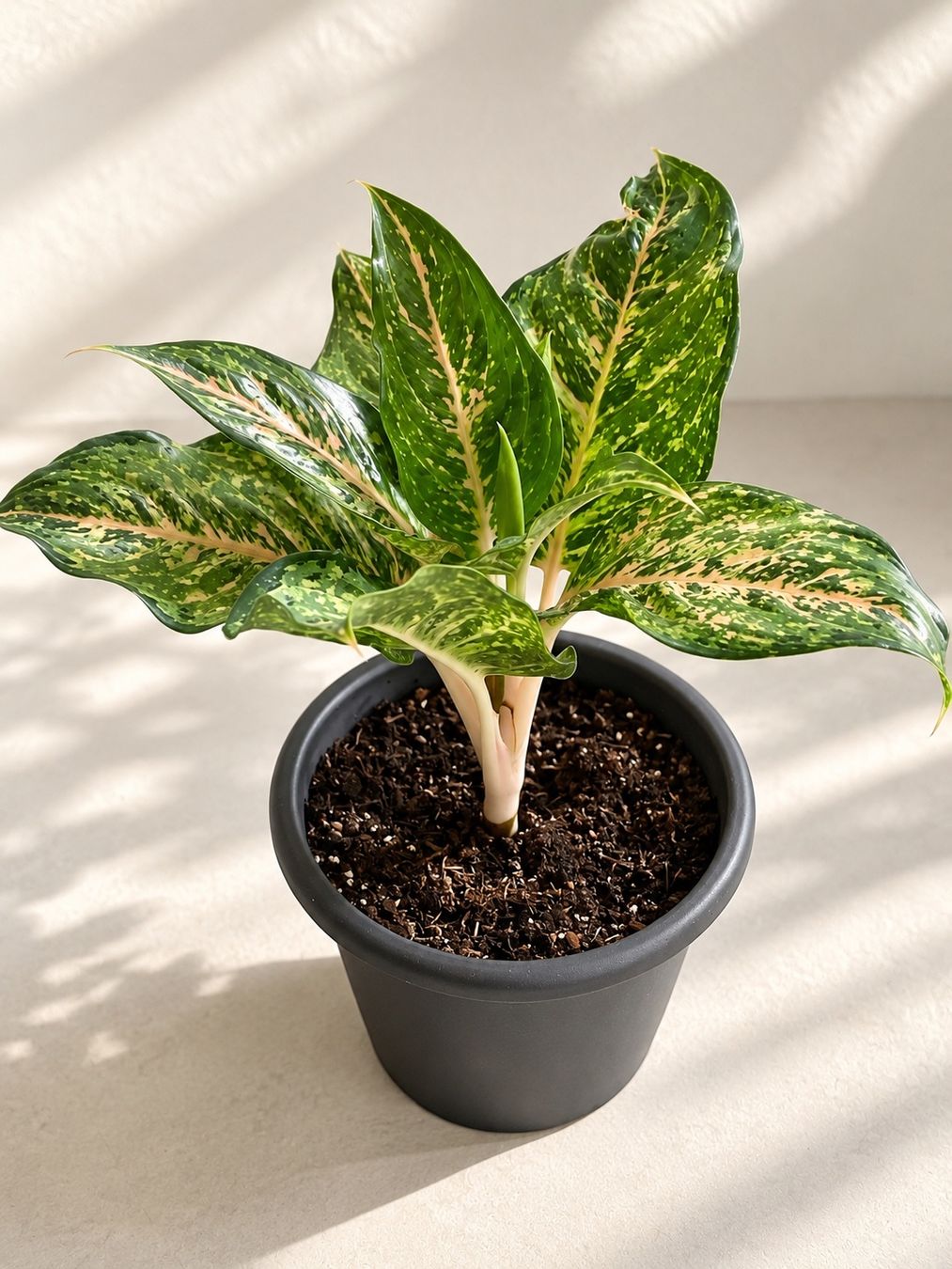 Piante & sementi: Aglaonema✨ – Nuovo (secondo la descrizione) da Altdorf UR venduto da nemio.shop