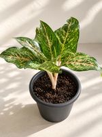 Aglaonema✨