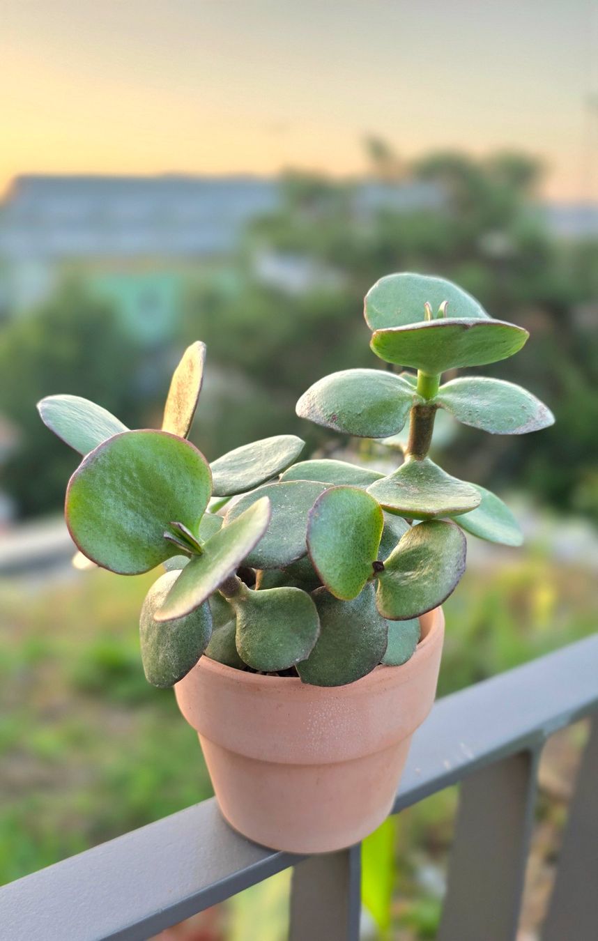 Piante & sementi: Crassula ovata "JUMBO" Stecklinge – Nuovo (secondo la descrizione) da Zürich venduto da The_Plant_Wizard
