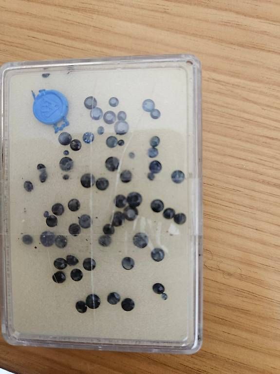 Edelsteine: Kleine Sapphiere gemischte Qualität – Gebraucht aus Morcote von Edithrose