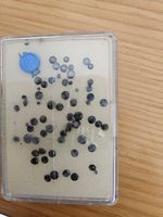 Kleine Sapphiere gemischte Qualität