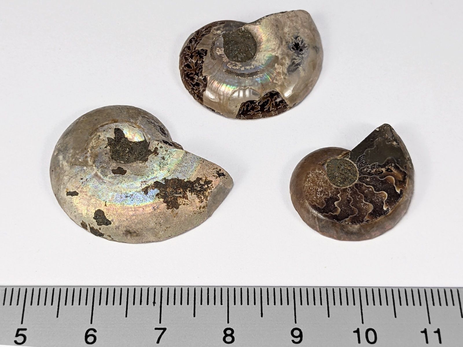Fossili: Ammonit Fossil 3Stk. 22 bis 29mm – Nuovo e nell'imballaggio originale da Meilen venduto da StoneGarden 1