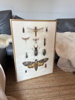 Insekten-Poster + Vintage Rahmen aus Holz und Glas