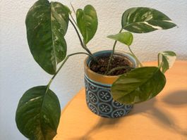 🌱 Epipremnum Aureum "Golden Queen" Tricolor Rarität!