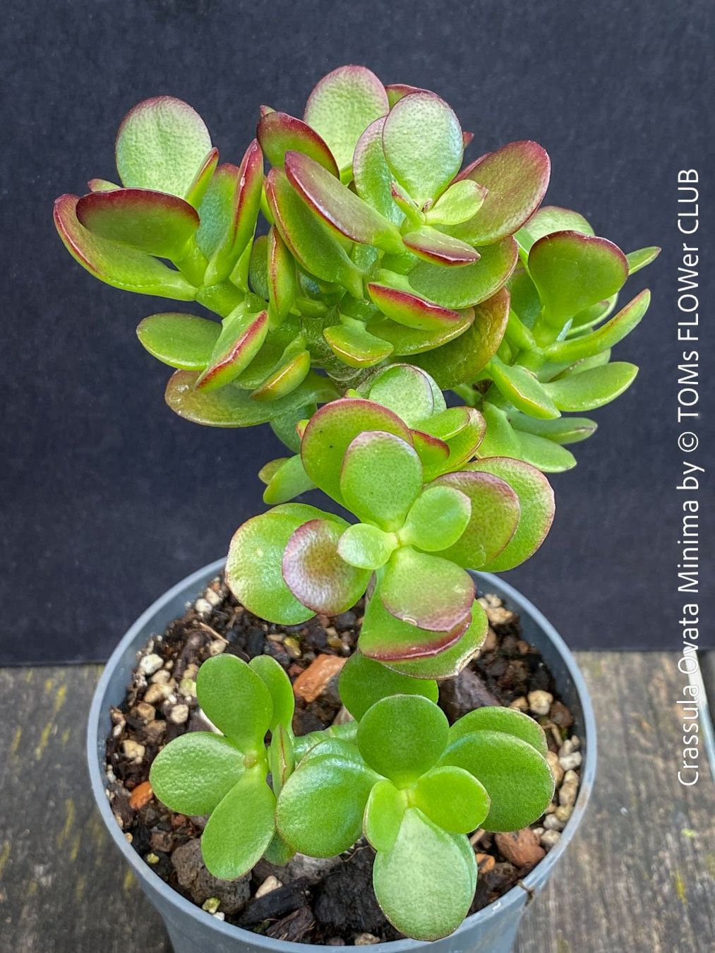 Piante & sementi: CRASSULA OVATA MINIMA - Kompakter Geldbaum – Nuovo e nell'imballaggio originale da Adliswil venduto da TAKEYOURPLANT 1