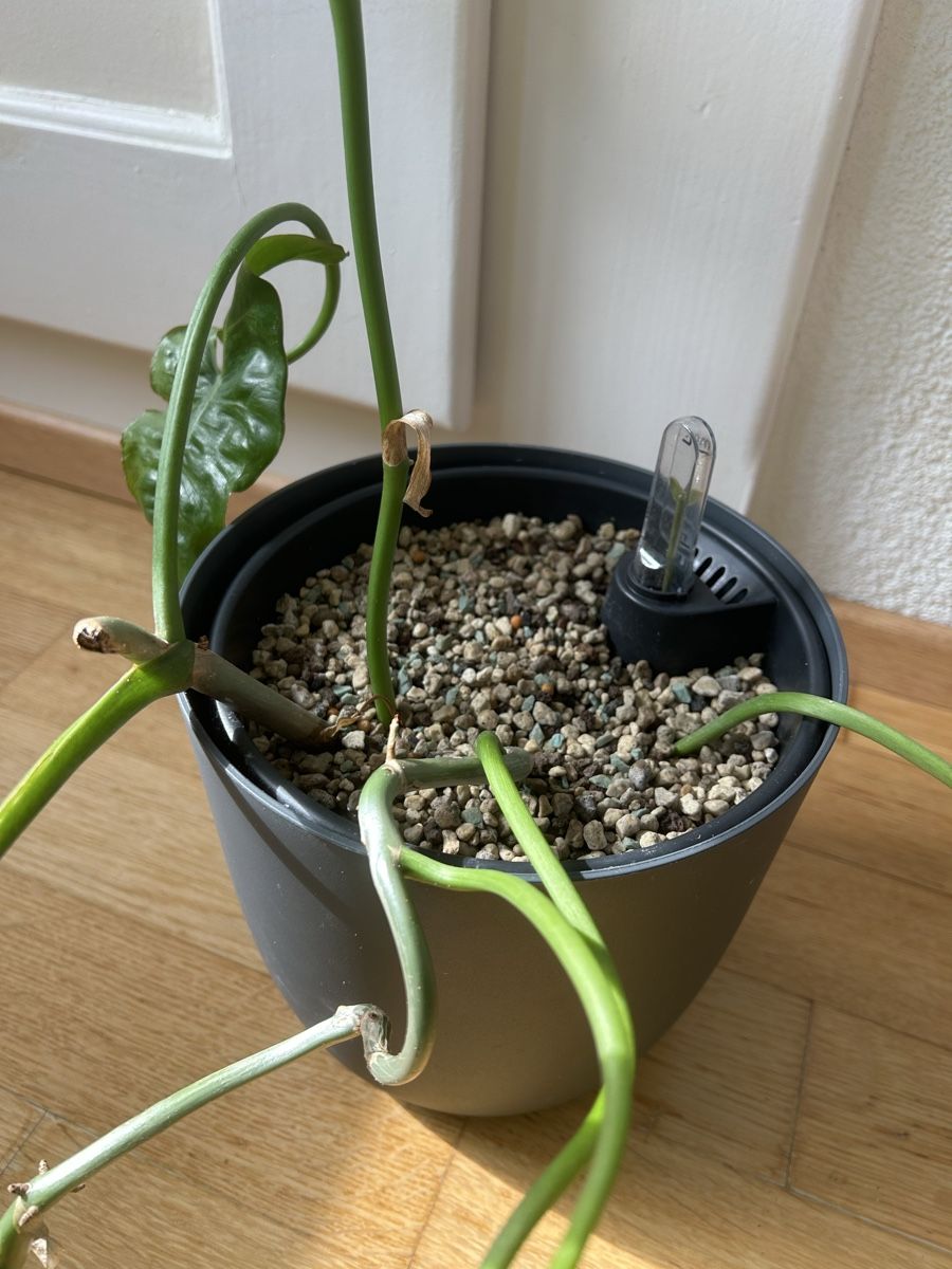 Pflanzen & Samen: Zwei Philodendron Paradiso Verde Steckling – Gebraucht aus Zürich von fabuulois 3