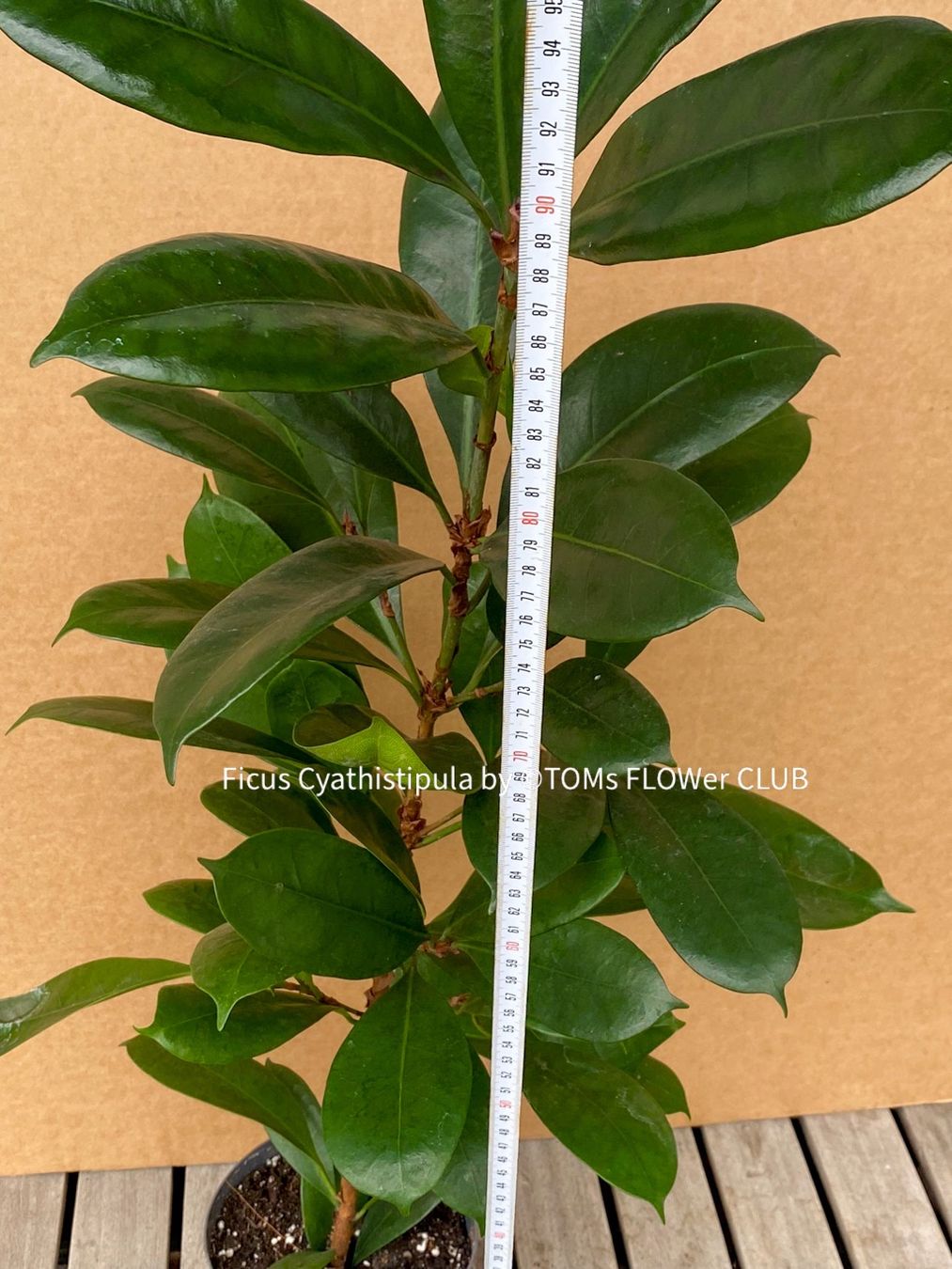 Pflanzen & Samen: Ficus Cyathistipula - afrikanischer Feigenbaum - 70-90cm – Neu und originalverpackt aus Adliswil von TAKEYOURPLANT 6