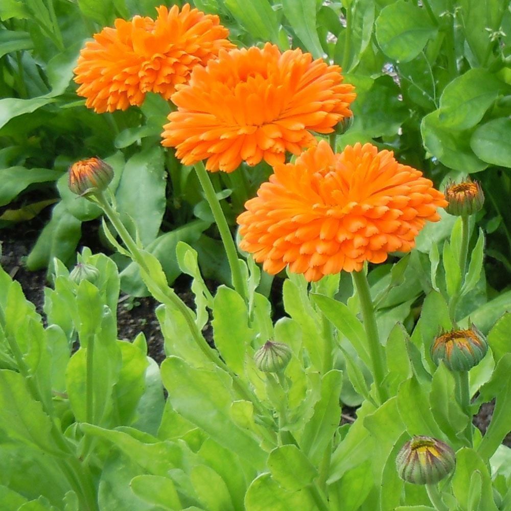 Piante & sementi: 500 Samen Ringelblume ORANGE KING – Nuovo (secondo la descrizione) da Ehrendingen venduto da VerveinaSamen 4