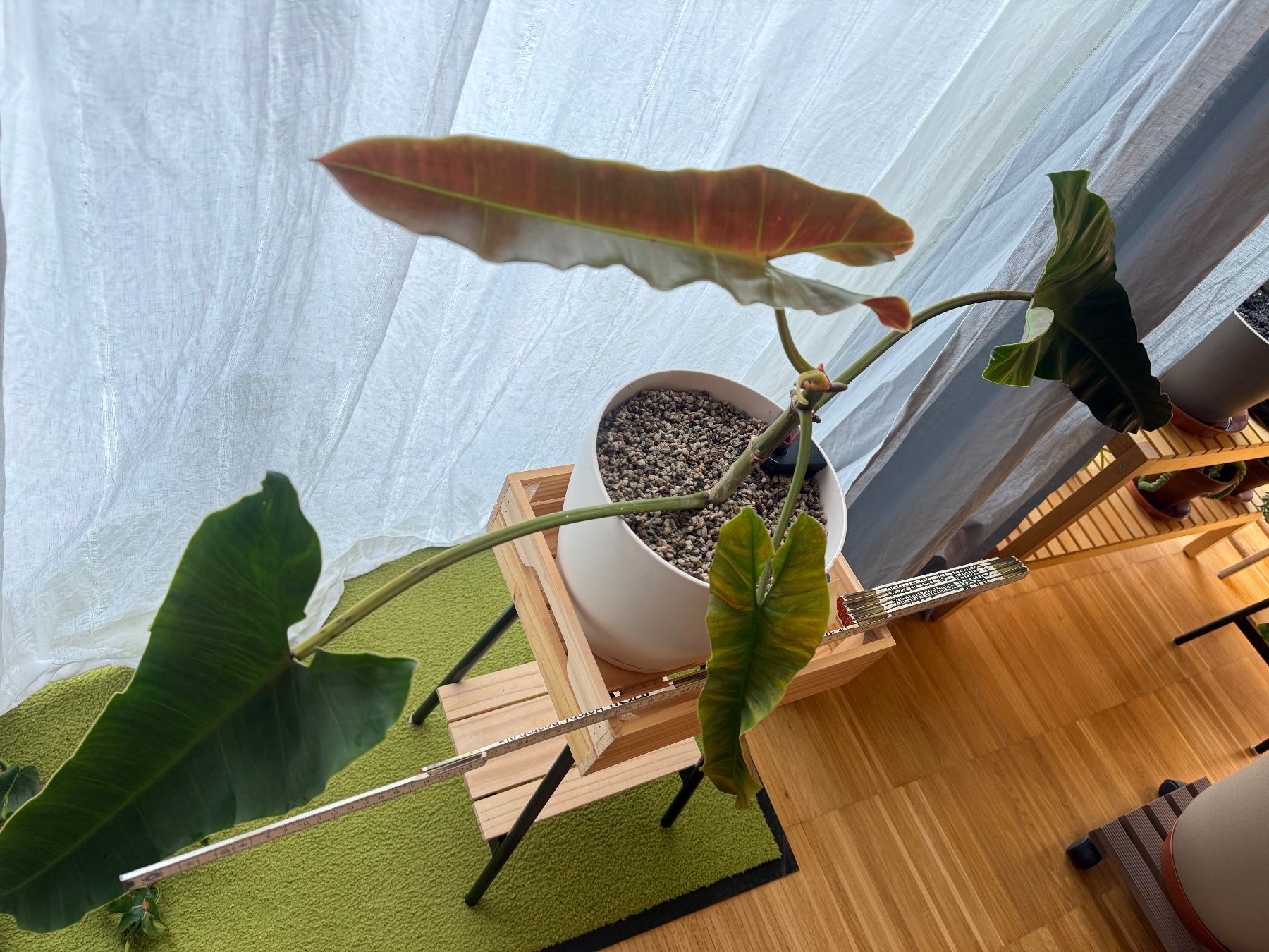 Piante & sementi: Philodendron Atabapoense in Substrat 2 – Usato da Zürich venduto da chrungel 2