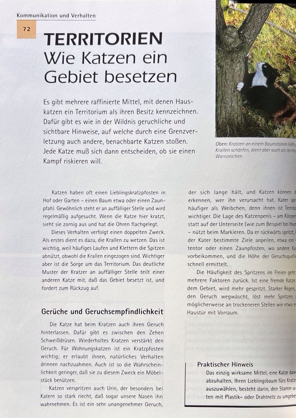 Libri: Alderton David, Die Katze der kleine Tiger – Nuovo (secondo la descrizione) da Sarnen venduto da Livres 5