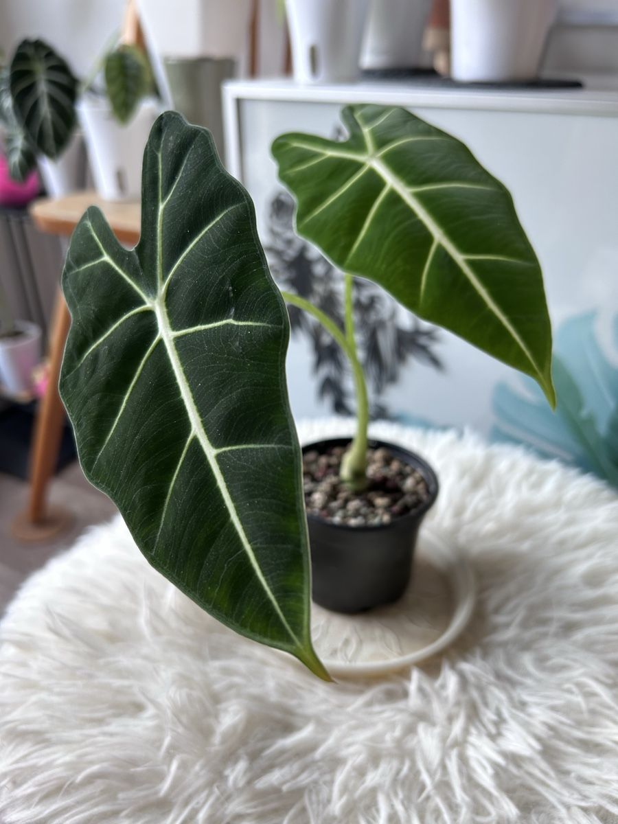 Piante & sementi: Alocasia Frydek – Nuovo (secondo la descrizione) da Scherzingen venduto da Elefantenohr.ch