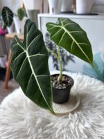 Alocasia Frydek