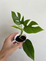 Monstera minima💚