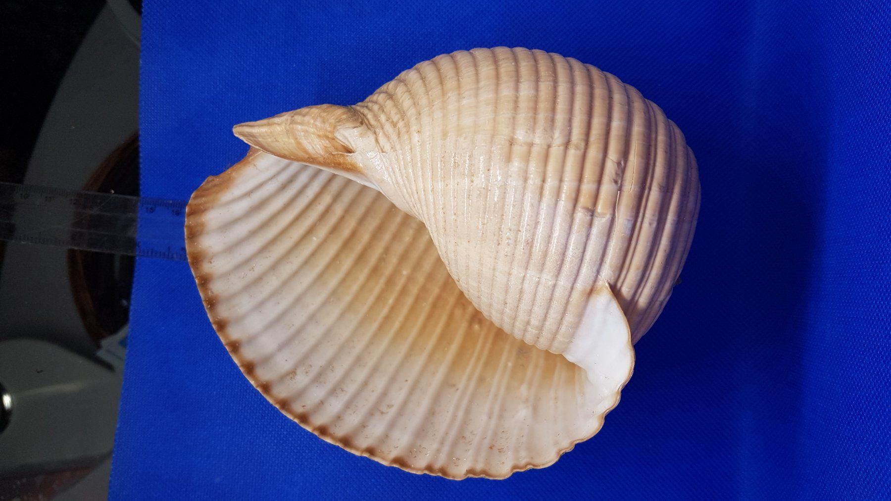 Fossili: Riese Muscheln – Usato da Zürich venduto da Hamaster 5