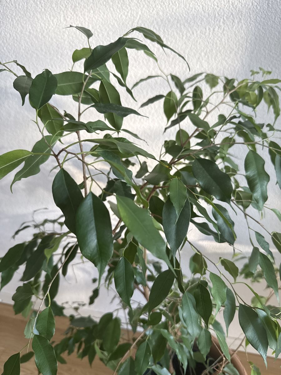 Wunderschne Birkenfeige/Ficus Benjamini sucht neues Zuhause (Neu und  originalverpackt) in Olten fr CHF 100  nur Abholung auf Ricardo kaufen