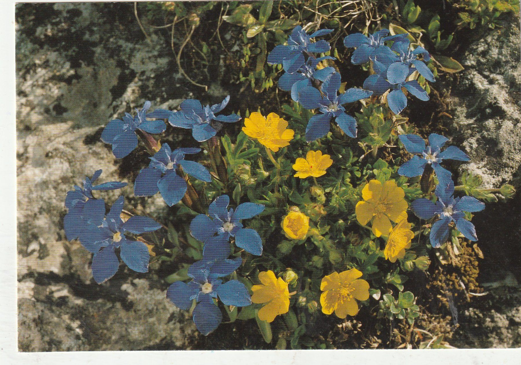 Cartoline postali: Blumenkarte – Usato da Lumbrein venduto da made02