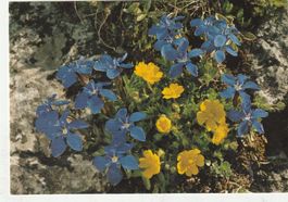 Blumenkarte