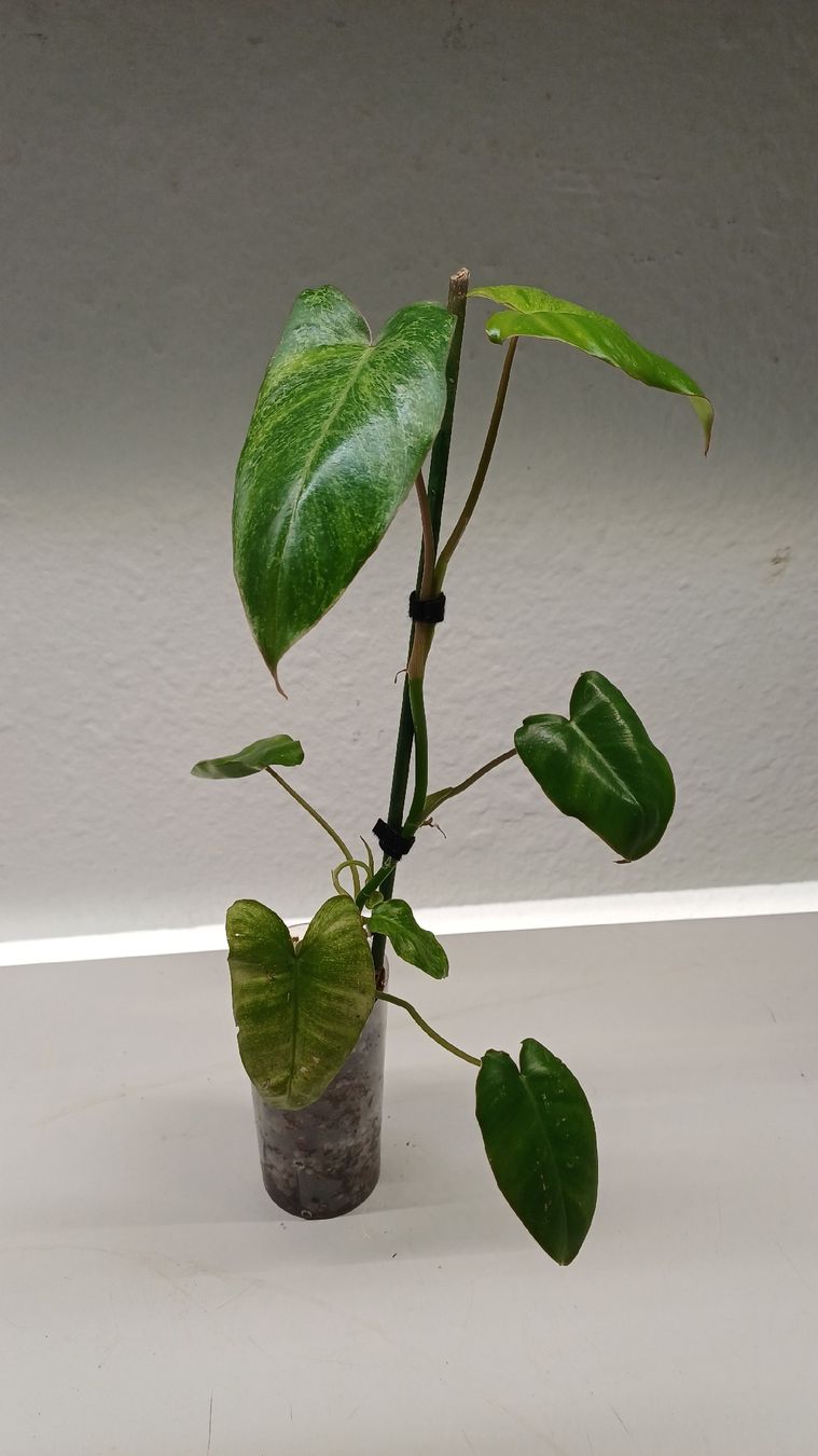 Piante & sementi: Monstera.....and more...Mini Jungle – Usato da Bern venduto da uwi_8t7x 3