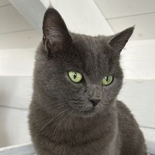 Profile image of happythecat