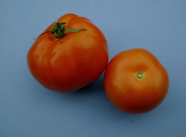 Piante & sementi: Topftomate: Budai torpe - Setzling! – Nuovo (secondo la descrizione) da Steffisburg venduto da Calceolaria