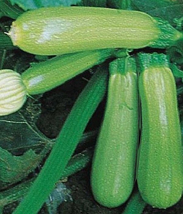 Piante & sementi: 10 Samen RARE Zucchini hellgrün "GENOVESE" – Nuovo e nell'imballaggio originale da Rovio venduto da POSITIFFARTandPLANTS 1