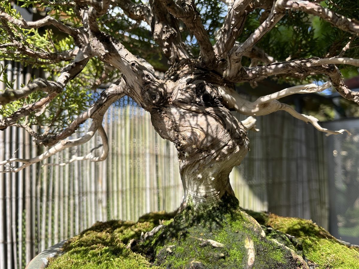Piante & sementi: bonsai shoin, juniperus chinesis itoigawa – Usato da Lengnau BE venduto da Meij 6