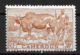 Kamerun 1946: Zebu mit Hirt