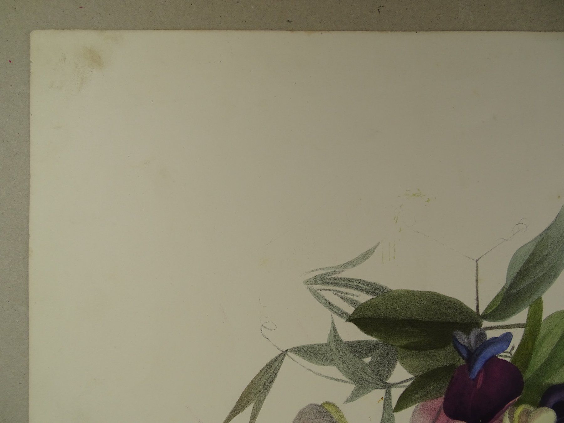 Incisioni: FLEUR BLUME, LITHOGRAPHIE UM 1850 – Usato da Grüningen venduto da Kartensammler 2