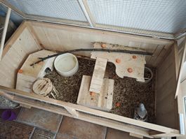 Hamster Gehege Stall Indoor 104x52x38cm Tanne Neuwertig